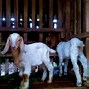 Harga Anak Kambing Etawa Umur 3 Bulan